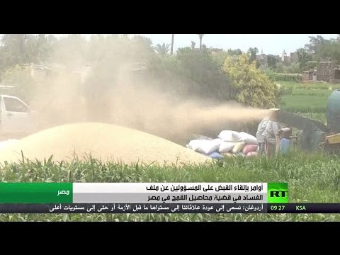 شاهد الفساد في ملف محاصيل القمح في مصر
