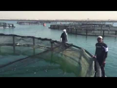 طبيعة عمل مزارع الاستزراع السمكي في دبي