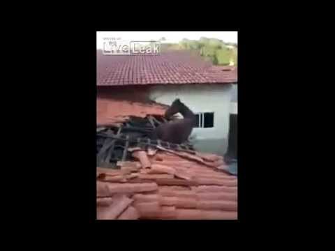 لحظة سقوط حصان من سطح منزل