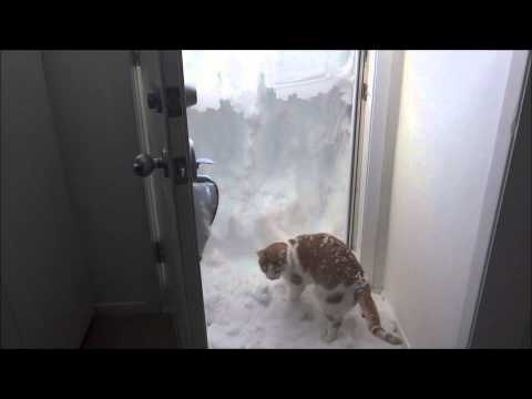 قطة تتمرد على جنسها وتعشق الثلج