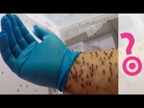 أبحاث توضح  كيف تطعم البعوض