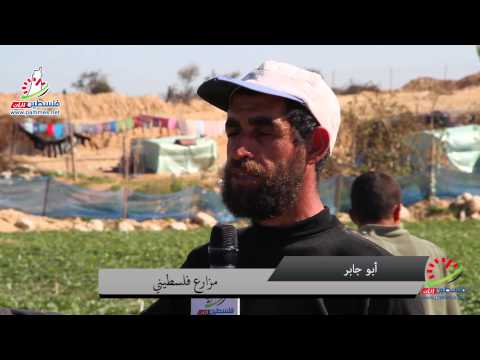 زراعة الفراولة في قطاع غزة