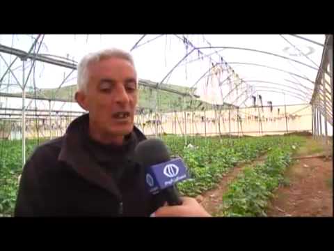 خسائر القطاع الزراعي في فلسطين