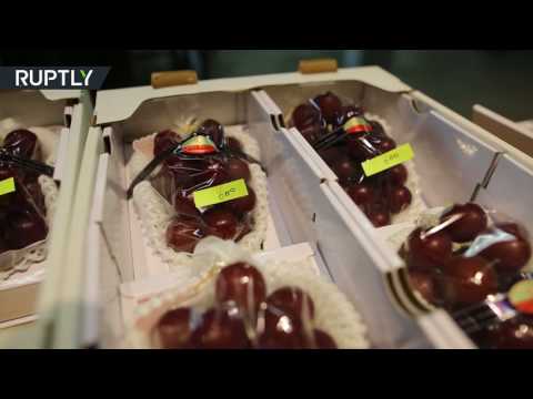 انطلاق مزاد أغلى عنب في العالم في اليابان