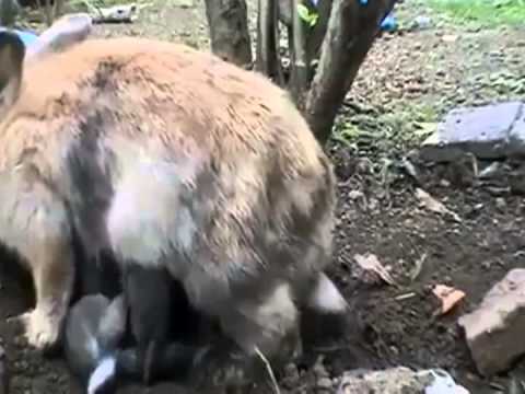 الأمومة تدفع  أنثى الأرنب لإخفاء أطفالها في حفرة