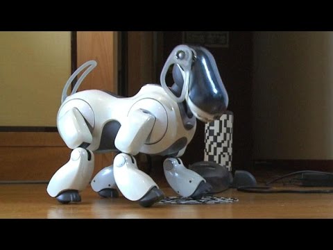 فقط  في اليابان الكلاب الآلية
