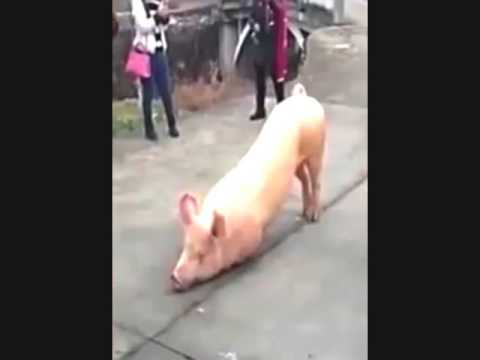 خنزير يركع يثير الدهشة في الصين