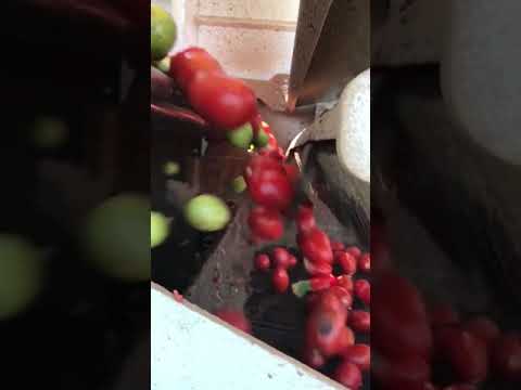 ماكينة فرز طماطم تتفوق على العاملين