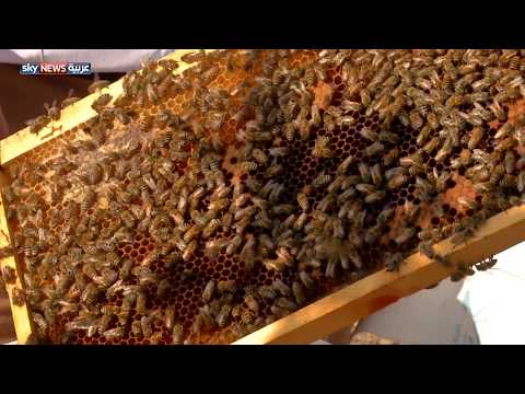 حتا وتشجيع الإنتاج الخليجي من العسل