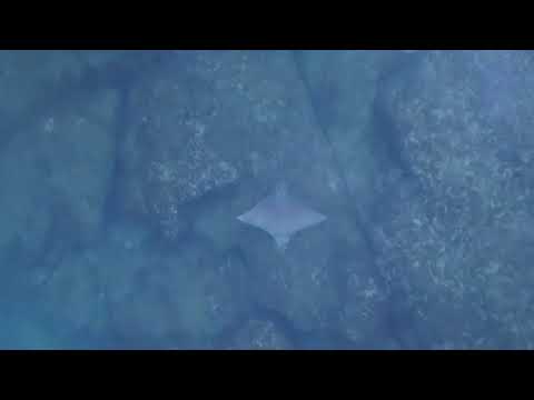 بالفيديو طائرة دون طيار ترصد لحظة هروب سمكة من قرش
