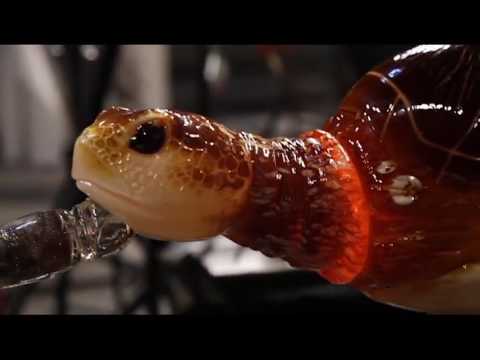 طريقة صناعة السلاحف الزجاجية باحترافية شديدة