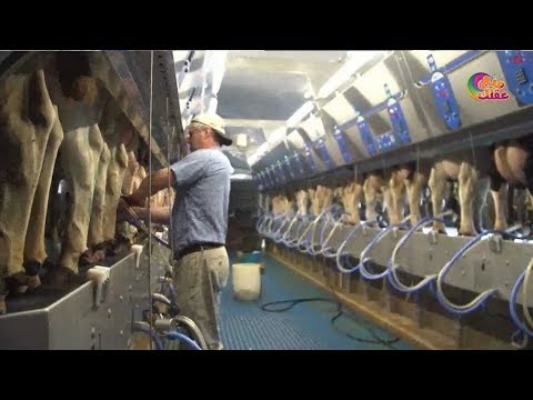 كيف تصنع أشهر الألبان الشهيرة