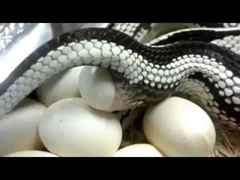 أنثى ثعبان تضع البيض