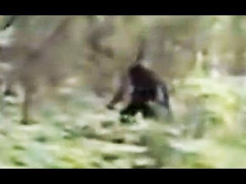 لقطات جديدة لظهور الوحش الأسطوري بيغ فوت