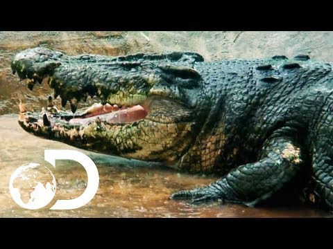 ماذا فعل رجل بثعبان سام