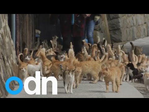 شعب من القطط يحتل جزيرة يابانية