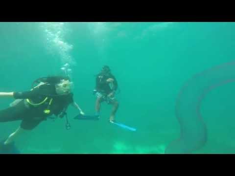 نملة عملاقة تحت الماء في الفلبين