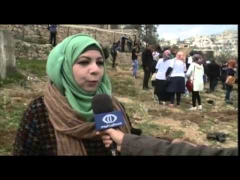 متطوعون يزرعون أشجار الزيتون في تل الرميدة