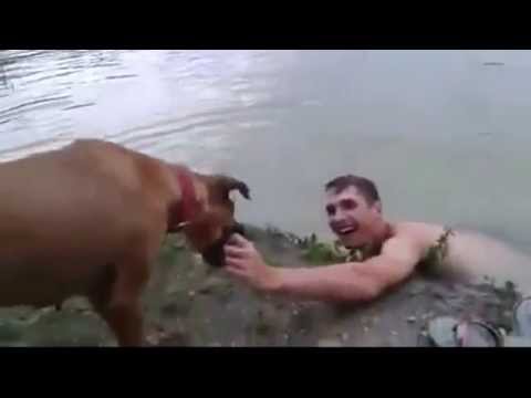كلب متسرع أراد إنقاذ صديقه فضربه على رأسه