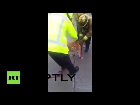 إنقاذ كلب محاصر باستخدام الصابون
