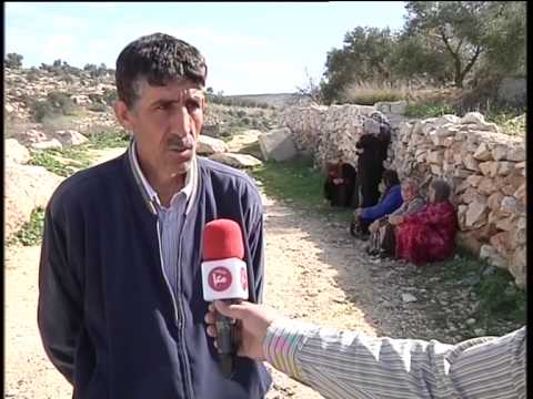 الاحتلال قتلع 300 غرسة زيتون من أراضي قرية سالم
