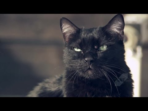 أشهر 10 إعلانات قامت القطط ببطولتها