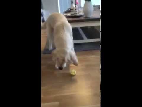 رد فعل كلب يتذوق الليمون للمرة الأولى