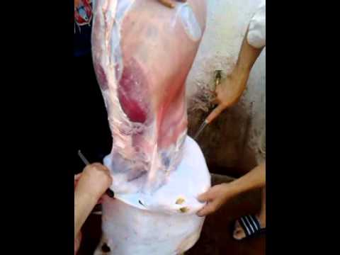 مغربيَّة تسلخ أضحية العيد في 5 دقائق