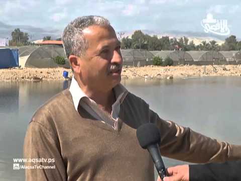 فلسطيني يحول خندقًا إلى مزرعة أسماك بالفيديو