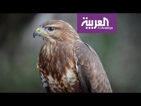 شاهد الطائر الذي أحرق مدنا بأكملها في أستراليا