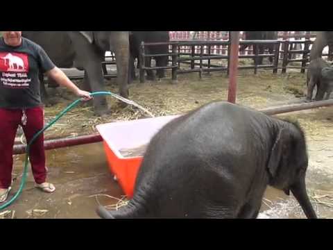 فيل صغير يفشل في الاستحمام
