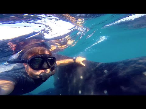 أميركي يسبح على ظهر أكبر سمكة فى العالم