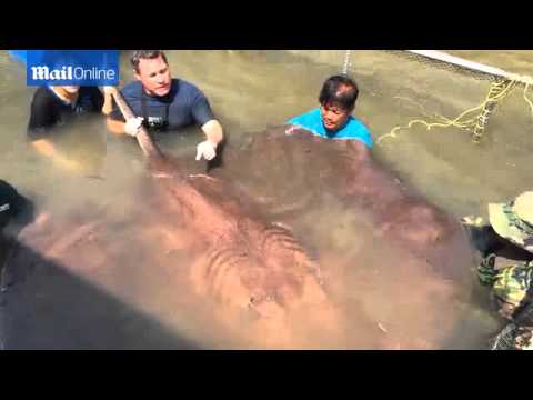 شاهد بالفيديو العثور على أكبر سمكة راي لسّاع
