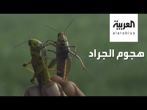 الجراد يُهدد قوت العالم ويهاجم 23 دولة