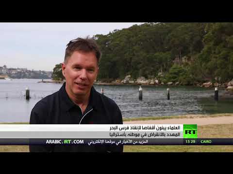 فنادق بحرية لحماية أحصنة البحر من الإنقراض