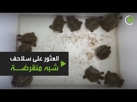 العثور على سلاحف شبه منقرضة حديثة الولادة