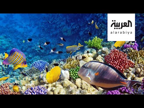 شاهد حماية الشعب المرجانية على طاولة دول مجموعة العشرين