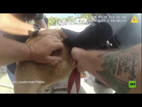شاهد الشرطة الأميركية تعتقل حيوان كنغر في شوارع فلوريدا