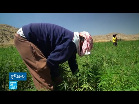 شاهد زراعة الحشيش في لبنان بين السر والعلن بعد تقنينه من قبل البرلمان