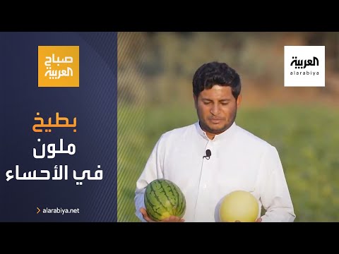 شاهد سعودي ينجح بزراعة بطيخ ملون في الأحساء