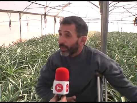 فيديو عائلة عرفات تخوض تجربة زراعة الأناناس للمرة الأولى