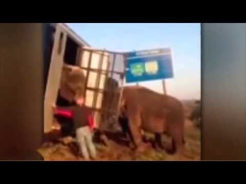 شاهد بالفيديو الأفيال تنقذ شاحنة من الانقلاب