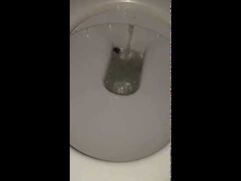 سبَّاك يعثر على عنكبوت ضخم في مرحاض