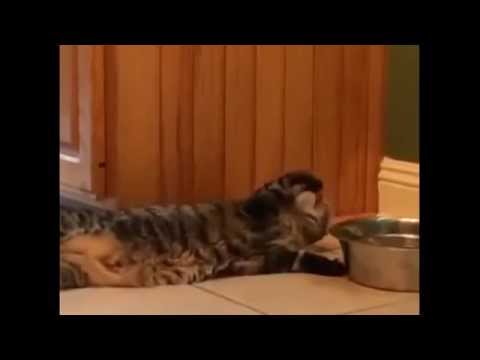 قطة تشرب الماء بطريقة غريبة