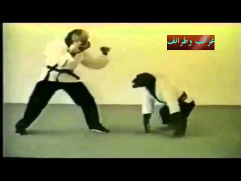فيديو رائع لقرد يمارس رياضة الكونغ فو