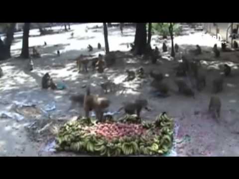 قردة تتغذى على كابلات الانترنت