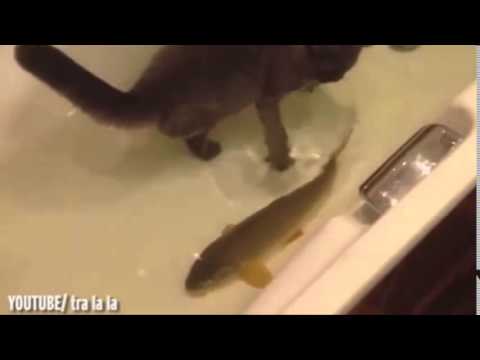 قط يستمتع باللعب مع السمك