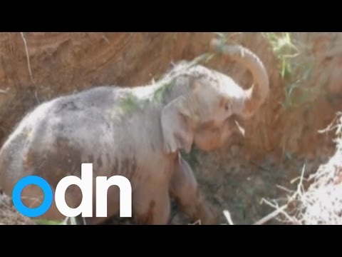 بالفيديو فيل صغير يتوقف شكرًا لمنقذيه من حفرة