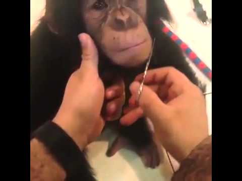 حلاق كويتي يحلق شعر قرد