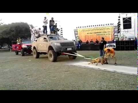 أقوى كلب في العالم يسحب شاحنتين محملتين بالرجال بمفرده